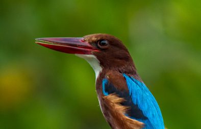 Bird Watching in Uganda